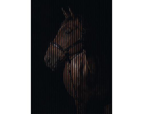 Designový akustický panel DIGI04D 19x1693x2400 mm Portrét koně s uzdou na tmavém pozadí