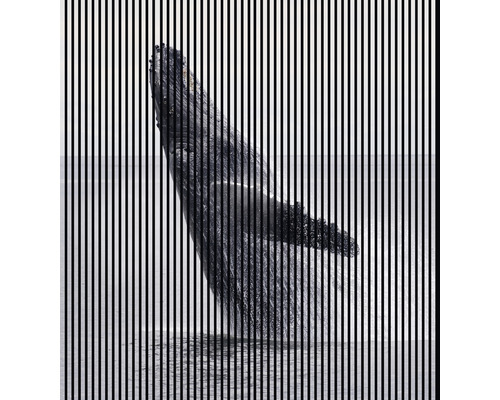 Designový akustický panel DIGI04H 19x2253x2400 mm Ilustrace velryby znázorněná svislými čarami
