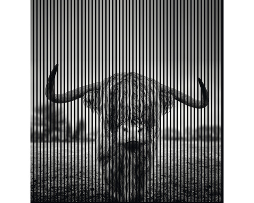 Designový akustický panel DIGI04J 19x2253x2400 mm Černobílé umělecké dílo skotského skotu s vertikálními liniemi