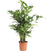 Palicha FloraSelf Caryota mitis cca 110 cm květináč Ø 24 cm