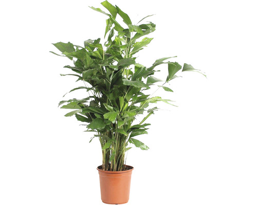 Palicha FloraSelf Caryota mitis cca 110 cm květináč Ø 24 cm