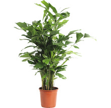 Palicha FloraSelf Caryota mitis cca 110 cm květináč Ø 24 cm