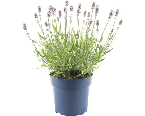 Levandule bílá Lavandula angustifolia 'Felice' 15-20 cm Ø květináč 15 cm