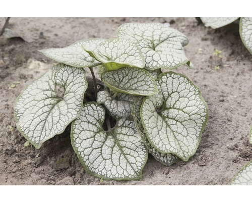 Pomněnkovec velkolistý Brunnera macrophylla ‚Silver Heart‘ 10-30 cm květináč 0,5 l