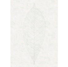Ilustrace listové kostry