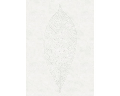 Fototapeta vliesová R2-012 Decent Leaf 200x280 cm