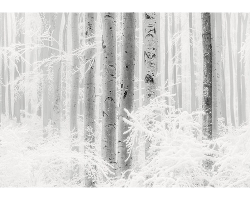 Fototapeta vliesová R4-043 Winter Wood 400x280 cm