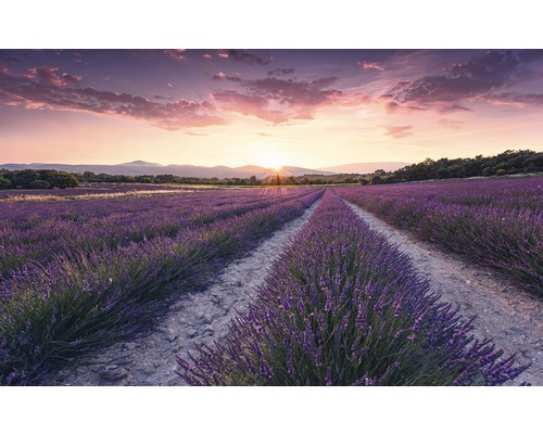 Fototapeta vliesová SHX9-052 Lavender Dream 450x280 cm