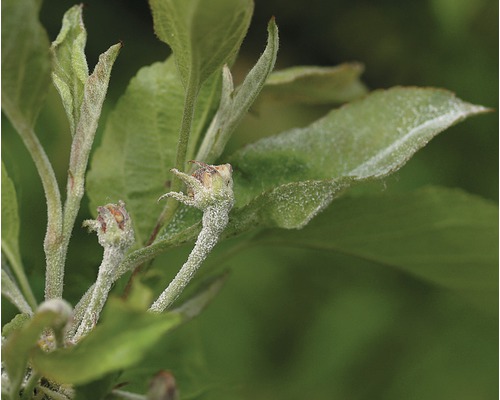 Listy jabloně s padlím