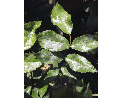 Detailní záběr listů růží s projevy padlí