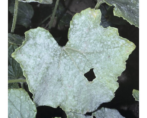 List s pravým padlím