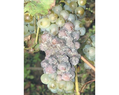 Hrozny s plísňovou chorobou