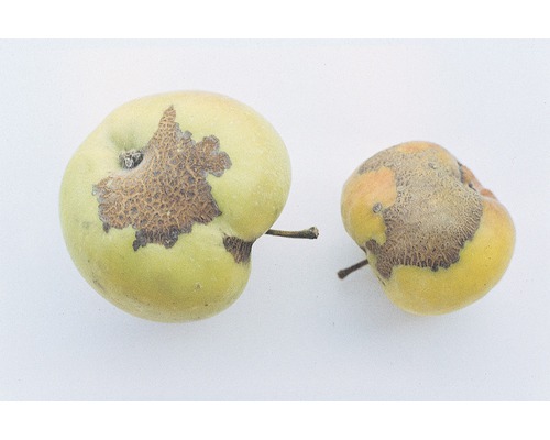 Dvě jablka se strupovitostí