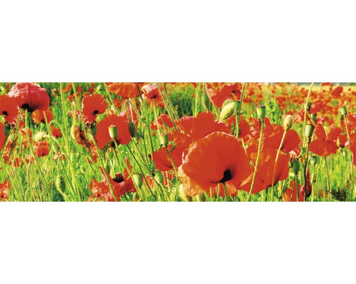 Pole s kvetoucími máky