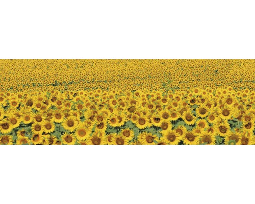 Pole s mnoha slunečnicemi