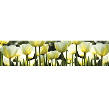 Detailní záběr na skupinu tulipánů v zahradním záhonu