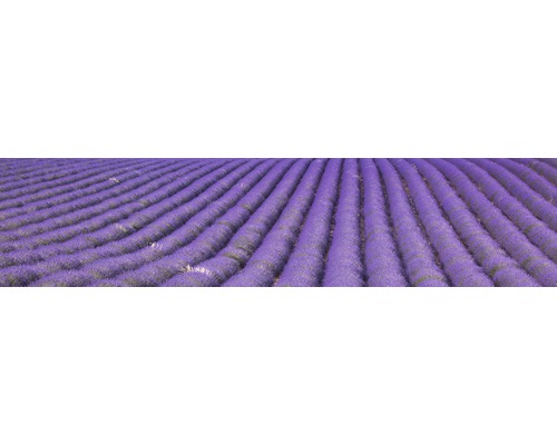 Pole s levandulí