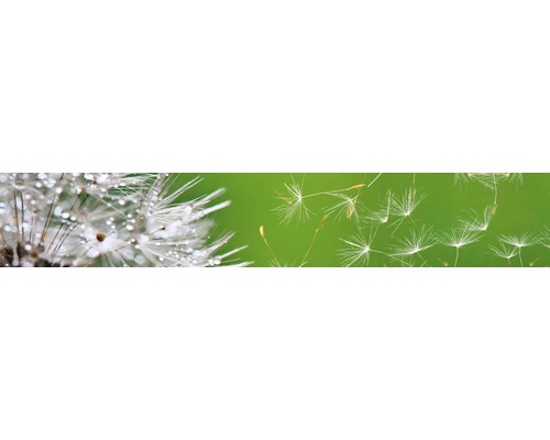 Detail pampelišky s kapkami rosy a létajícími semeny
