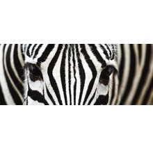 Fototapeta Zebra MP-2-0234