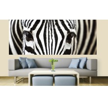 Fototapeta Zebra MP-2-0234