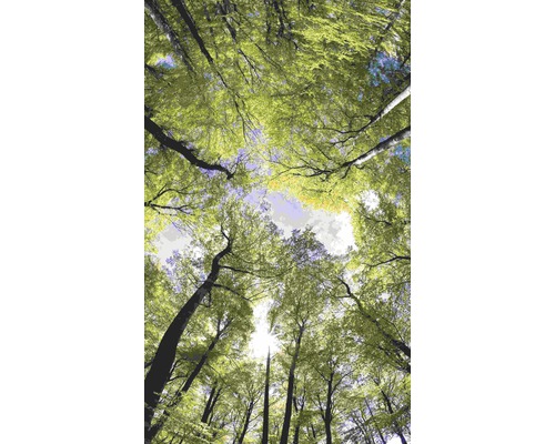 Pohled nahoru korunami stromů v lese