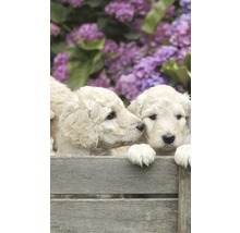 Vliesová fototapeta Štěňata labradora MS-2-0224