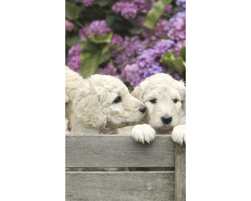 Několik štěňat v dřevěné bedně před kvetoucími rostlinami