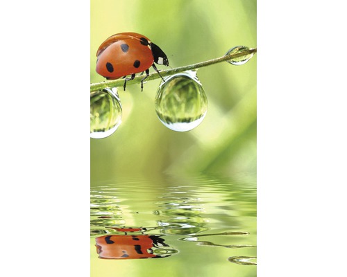 Beruška na větvi s kapkami vody