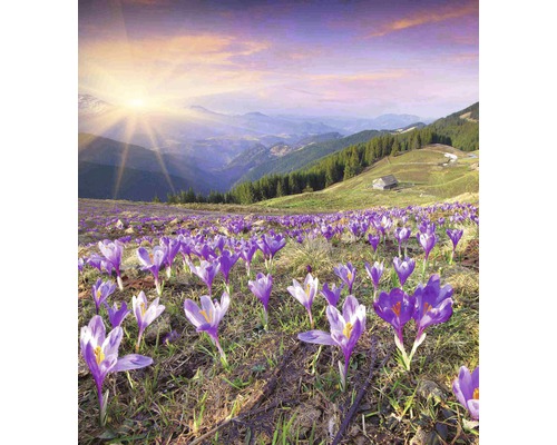 Kvetoucí krokusy na horské louce na jaře