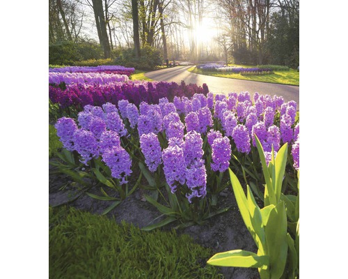 Scéna s hyacintovými záhony v parku