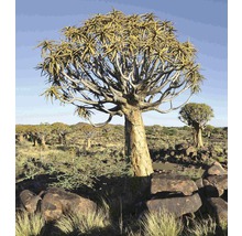 Vliesová fototapeta Namibie MS-3-0103-thumb-1