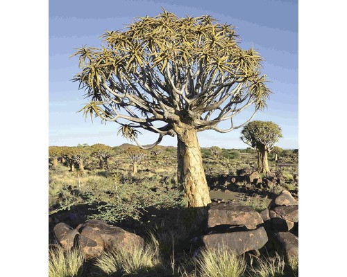 Krajina s toulcovými stromy a kamenitým podkladem