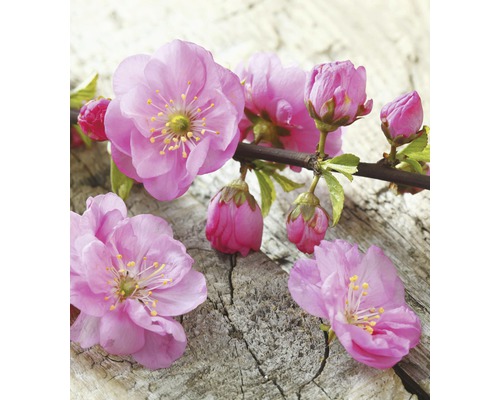 Větvička s růžovými okrasnými květy třešně na dřevě