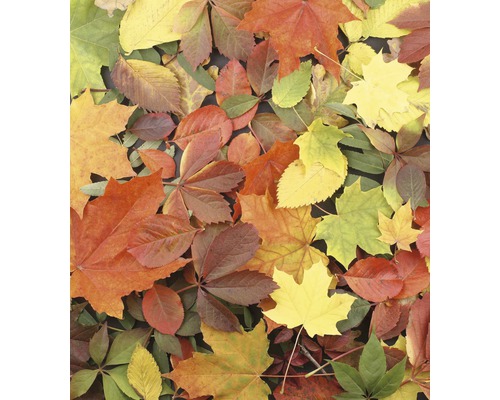 Různé podzimní listí leží na sobě.