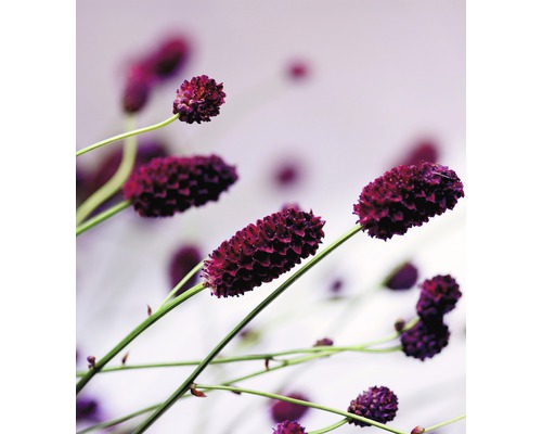 Detailní záběr květů krvavce