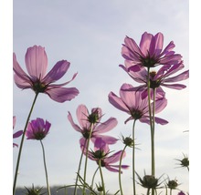 Vliesová fototapeta Květiny MS-3-0145-thumb-1