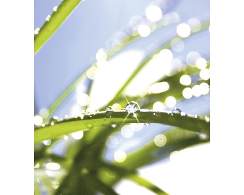 Stéblo trávy s kapkami vody