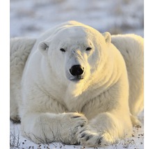 Vliesová fototapeta Lední medvěd MS-3-0220-thumb-1