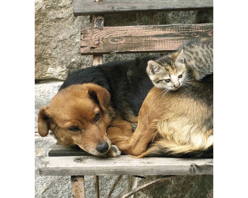 Pes a kočka odpočívají na dřevěné lavici