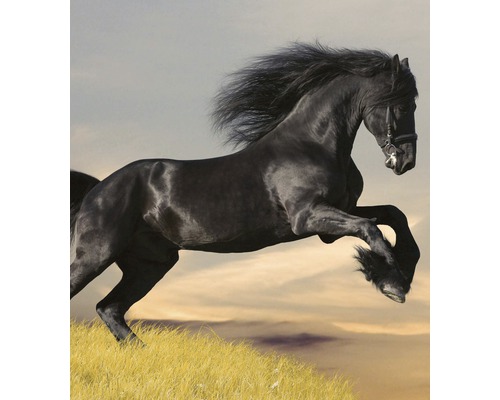 Černý kůň skáče přes louku