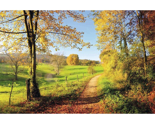 Krajina s cestou, stromy a loukou na podzim
