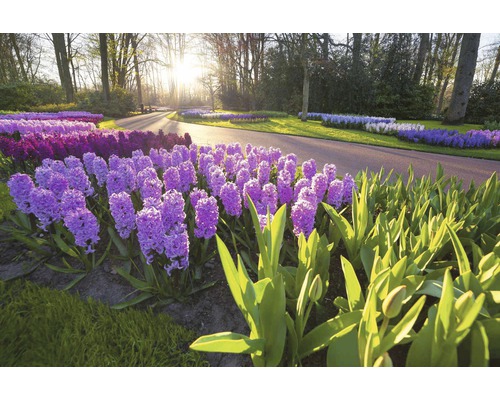 Krajinářská zahrada s květy hyacintů vedle cesty