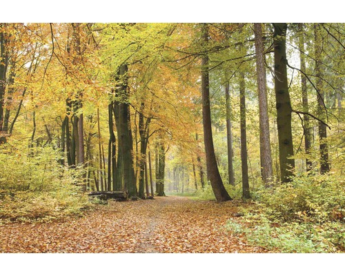 Lesní cesta na podzim pokrytá listím