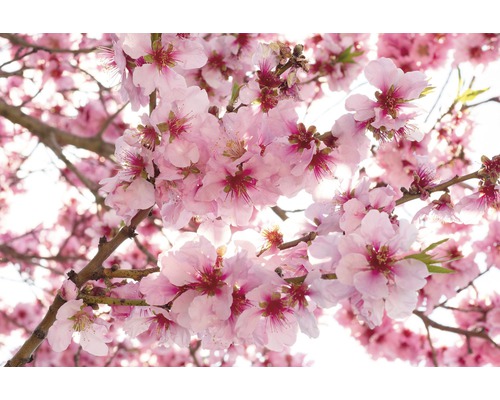 Detail kvetoucí mandloně s růžovými květy.