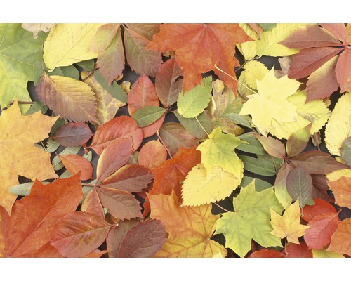 Různé podzimní listí jako dekorace