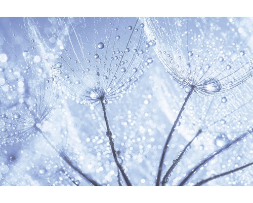 Detailní záběr semen pampelišky s kapkami vody