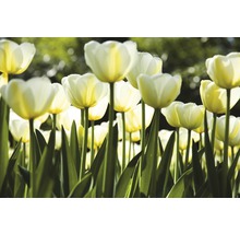 Vliesová fototapeta Bílé tulipány MS-5-0127-thumb-1