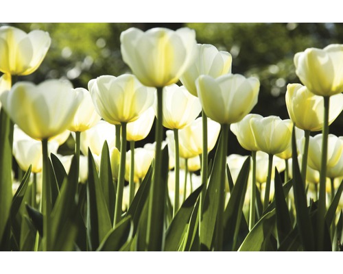 Pole bílých tulipánů