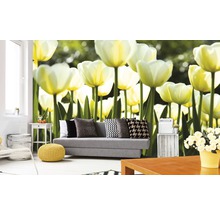 Vliesová fototapeta Bílé tulipány MS-5-0127-thumb-0