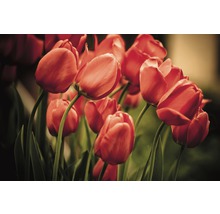 Vliesová fototapeta Červené tulipány MS-5-0128-thumb-1